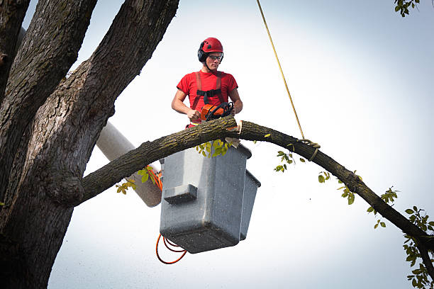 Best Tree Removal for Businesses  in Bull Shoals, AR